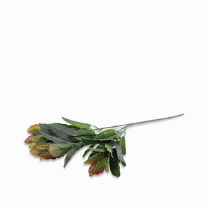 Hoja Mirto