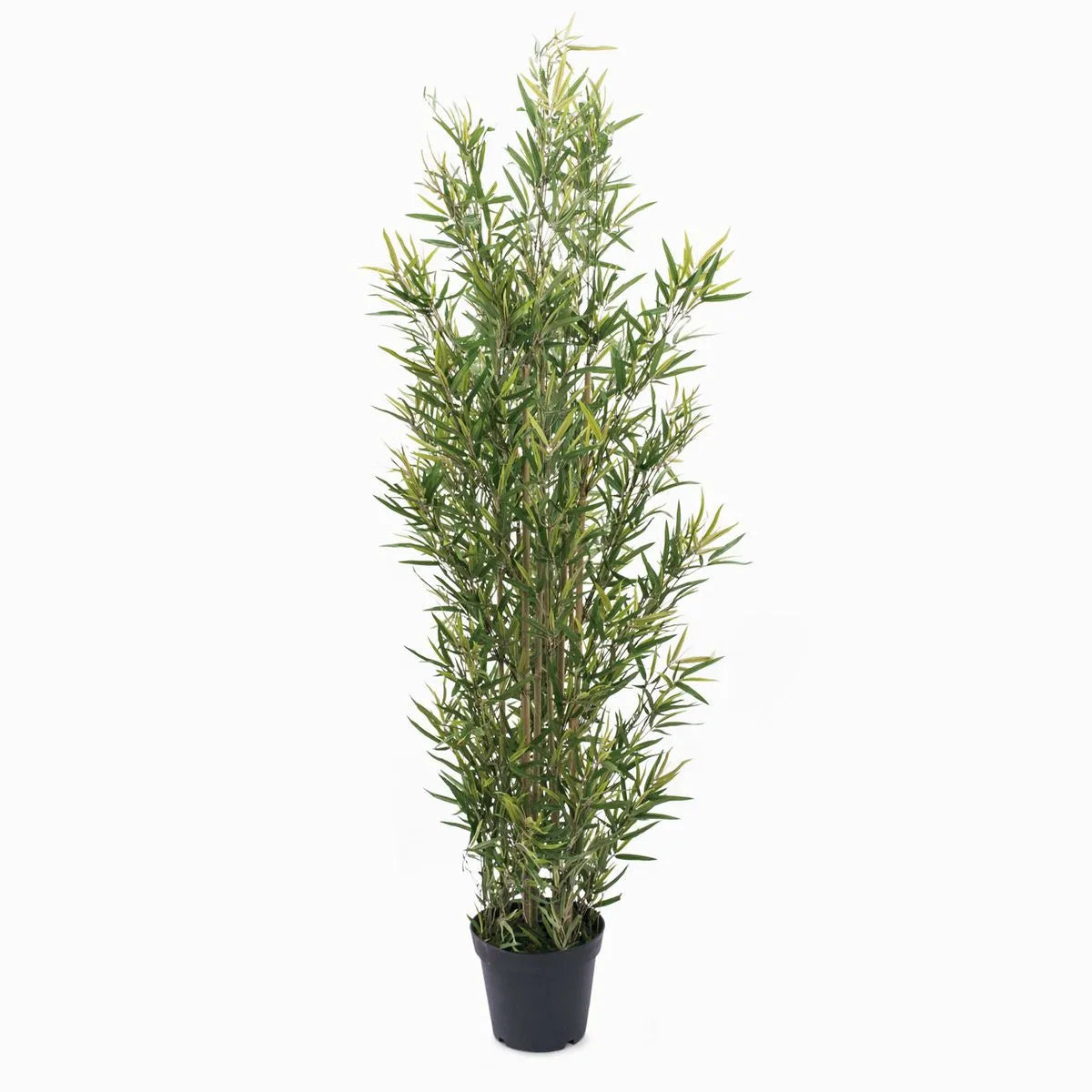 Planta bambú