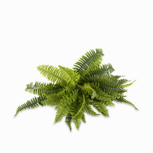 Helecho Boston-1-AMBIENTE GOURMET MÉXICO