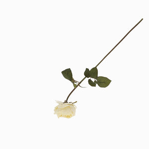 Rosa Peonia Crema