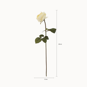 Rosa Peonia Crema