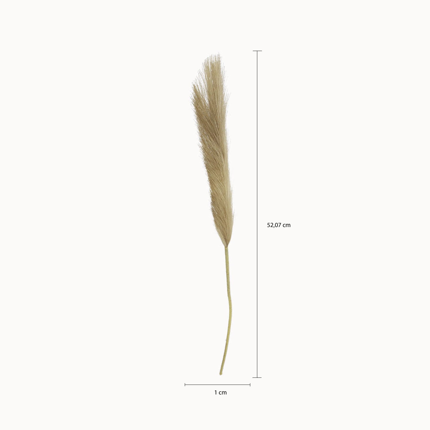 Hierba de Pampas grande