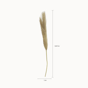 Hierba de Pampas grande