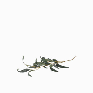 Racimo Eucalipto 68 cm