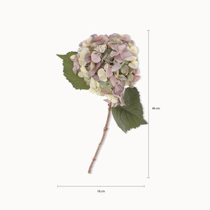 Hortensia Purpura