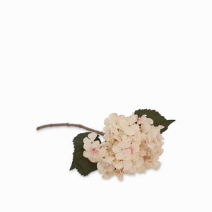 Hortensia crema-1-AMBIENTE GOURMET MÉXICO