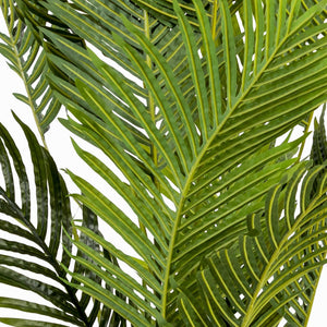 Palma Areca-3-AMBIENTE GOURMET MÉXICO