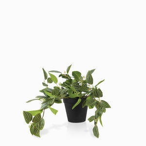 Planta Cantia Cebrina-1-AMBIENTE GOURMET MÉXICO