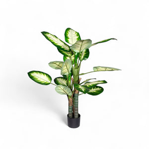 Dieffenbachi clara 120cm