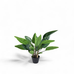 Strelitzia 80cm-1-AMBIENTE GOURMET MÉXICO