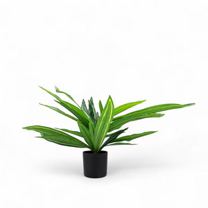 Dracena 60cm