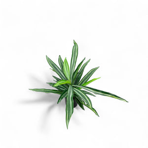 Dracena 60cm