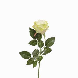 Rosa Blanca
