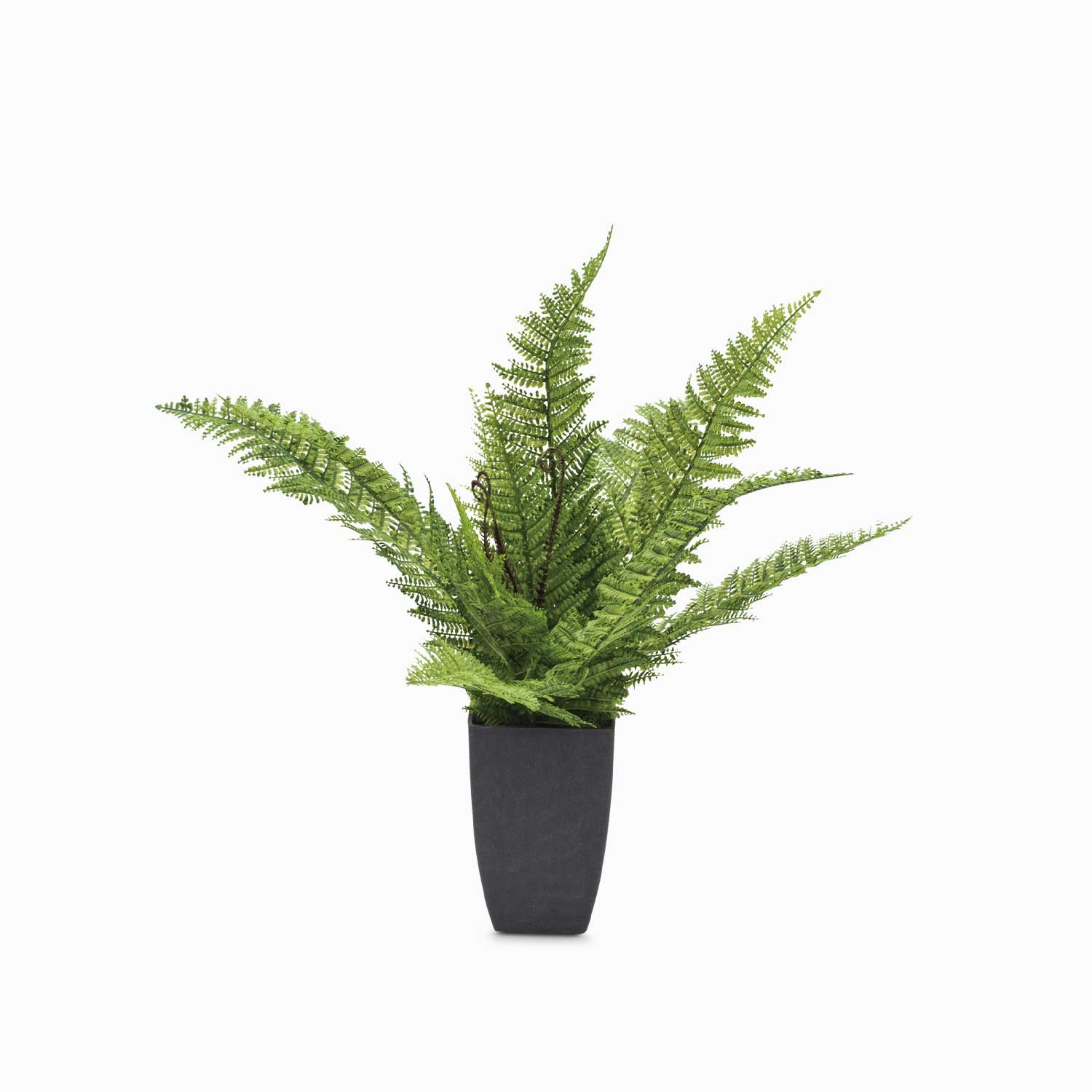 Helecho Claro - Ambiente Gourmet México