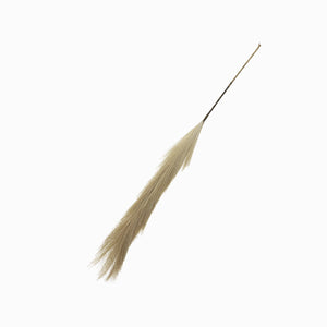 Hierba de Pampas - Ambiente Gourmet México