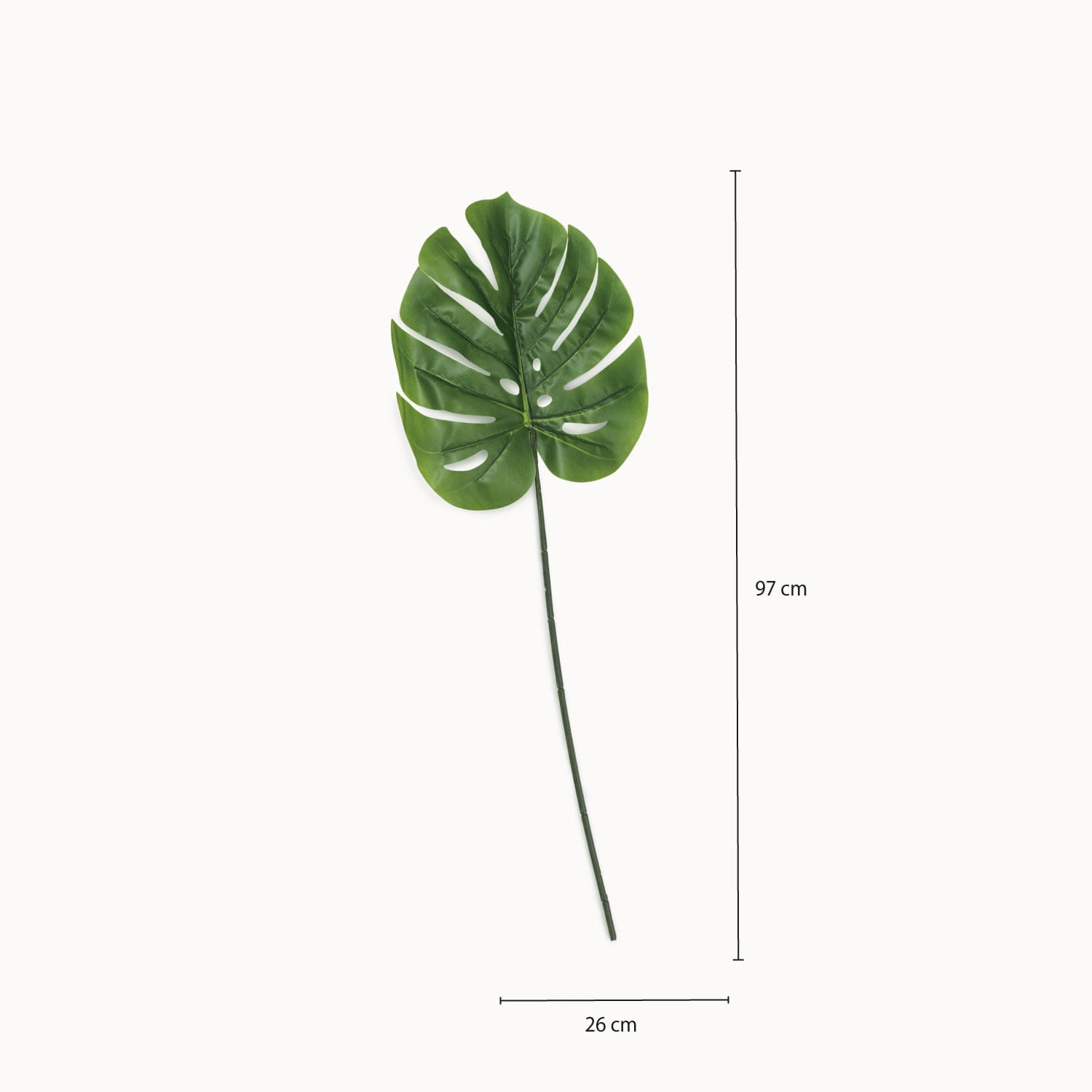 Hoja Monstera - Ambiente Gourmet México