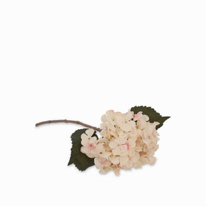 Hortensia crema - Ambiente Gourmet México