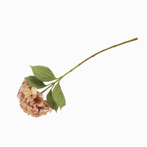 Hortensia Durazno - Ambiente Gourmet México