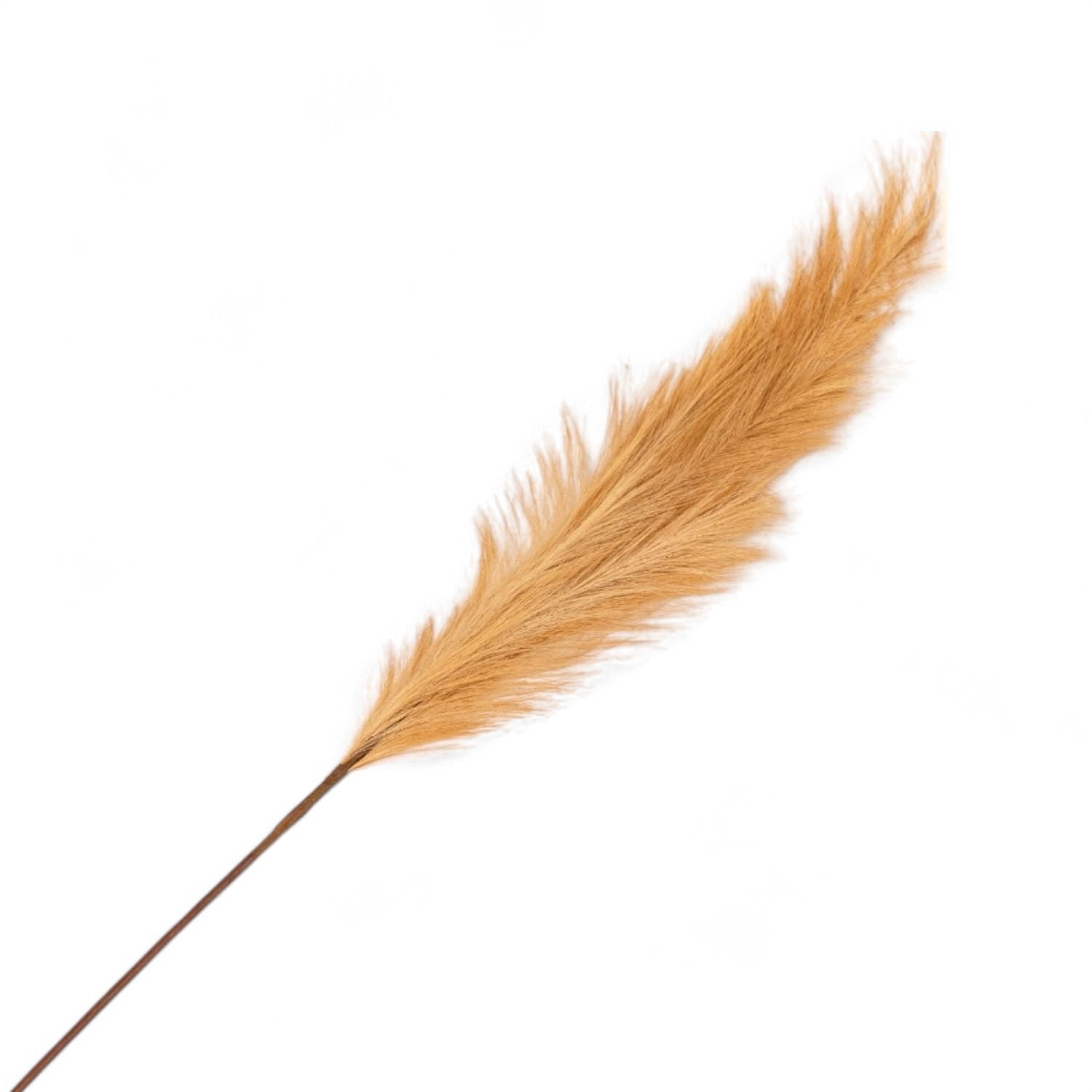 Junco café - Ambiente Gourmet México