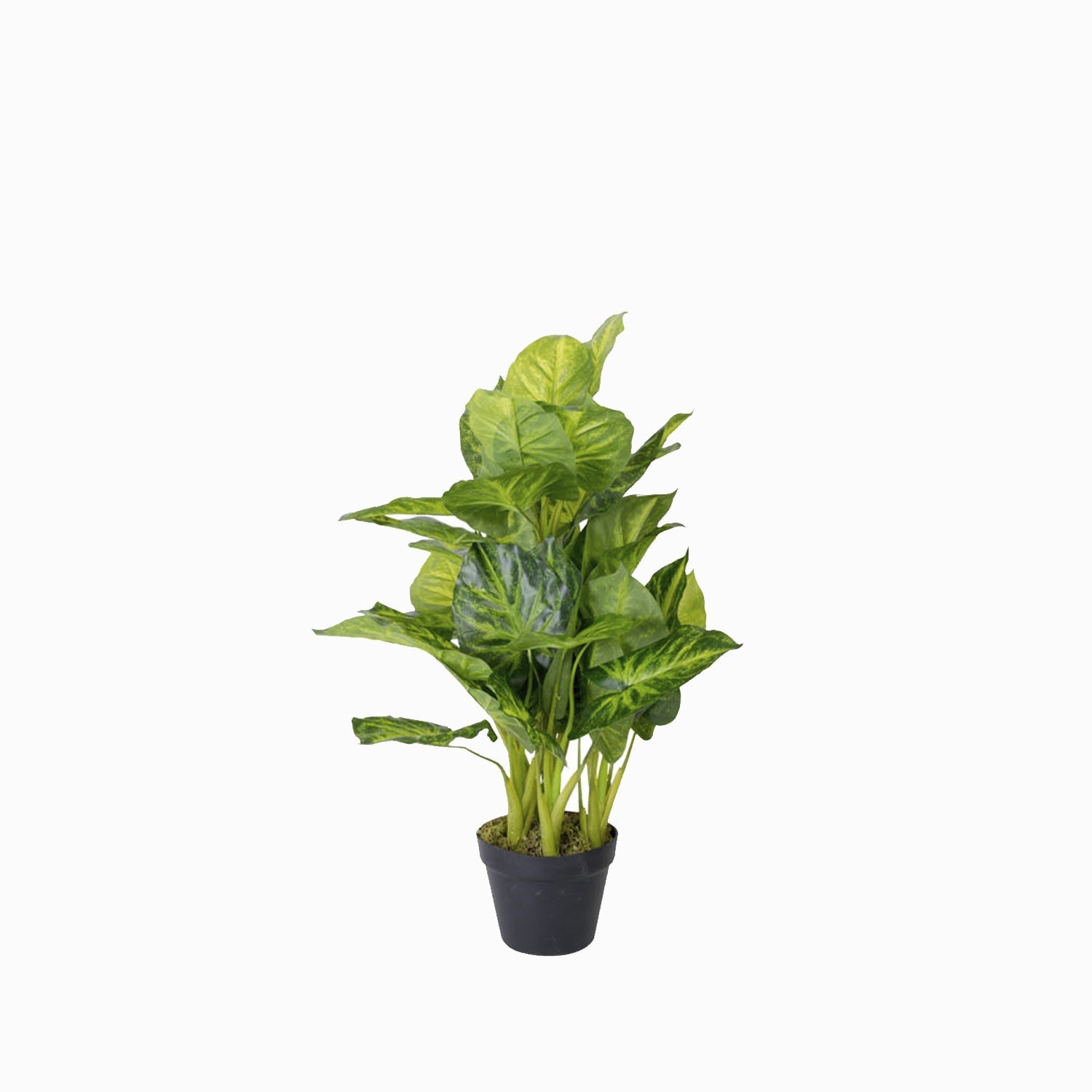 Oreja de Elefante - Ambiente Gourmet México