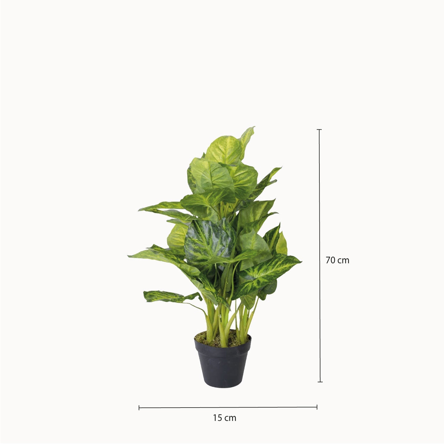 Oreja de Elefante - Ambiente Gourmet México