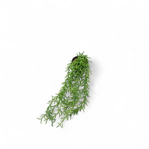 Othona 40cm - Ambiente Gourmet México