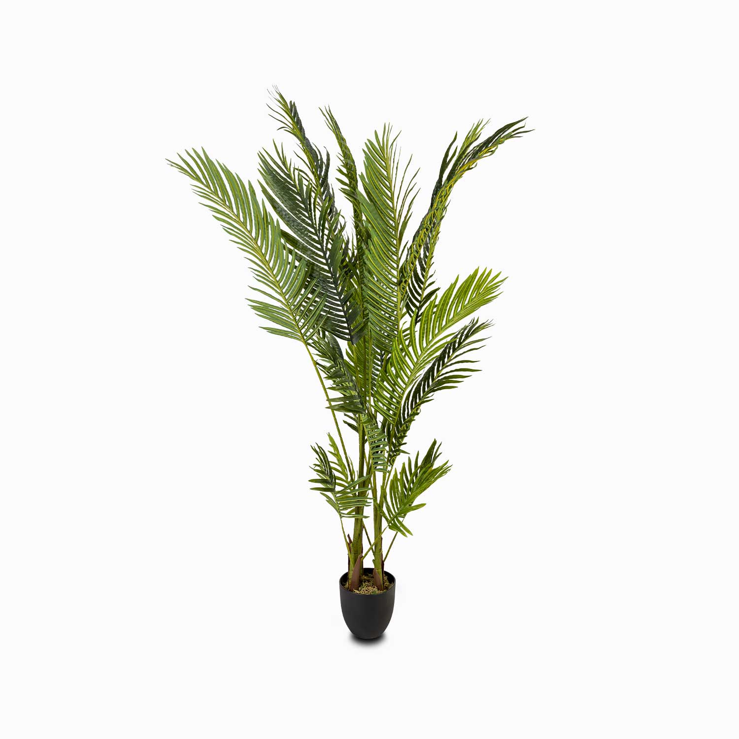 Palma Areca - Ambiente Gourmet México