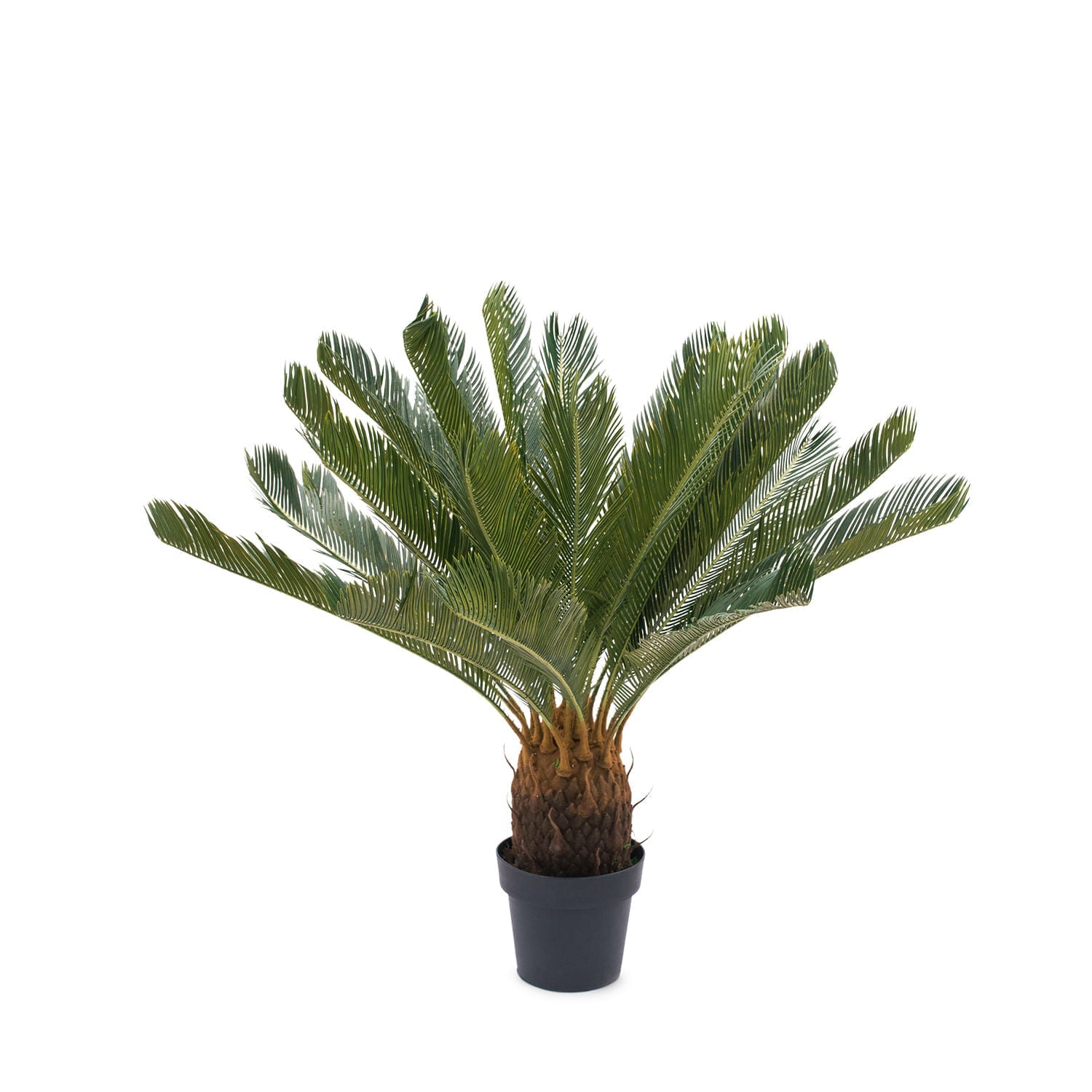 Palmera Cicacea - Ambiente Gourmet México