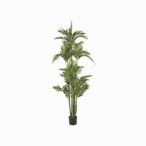 Palmera Dorada Ornamental - Ambiente Gourmet México