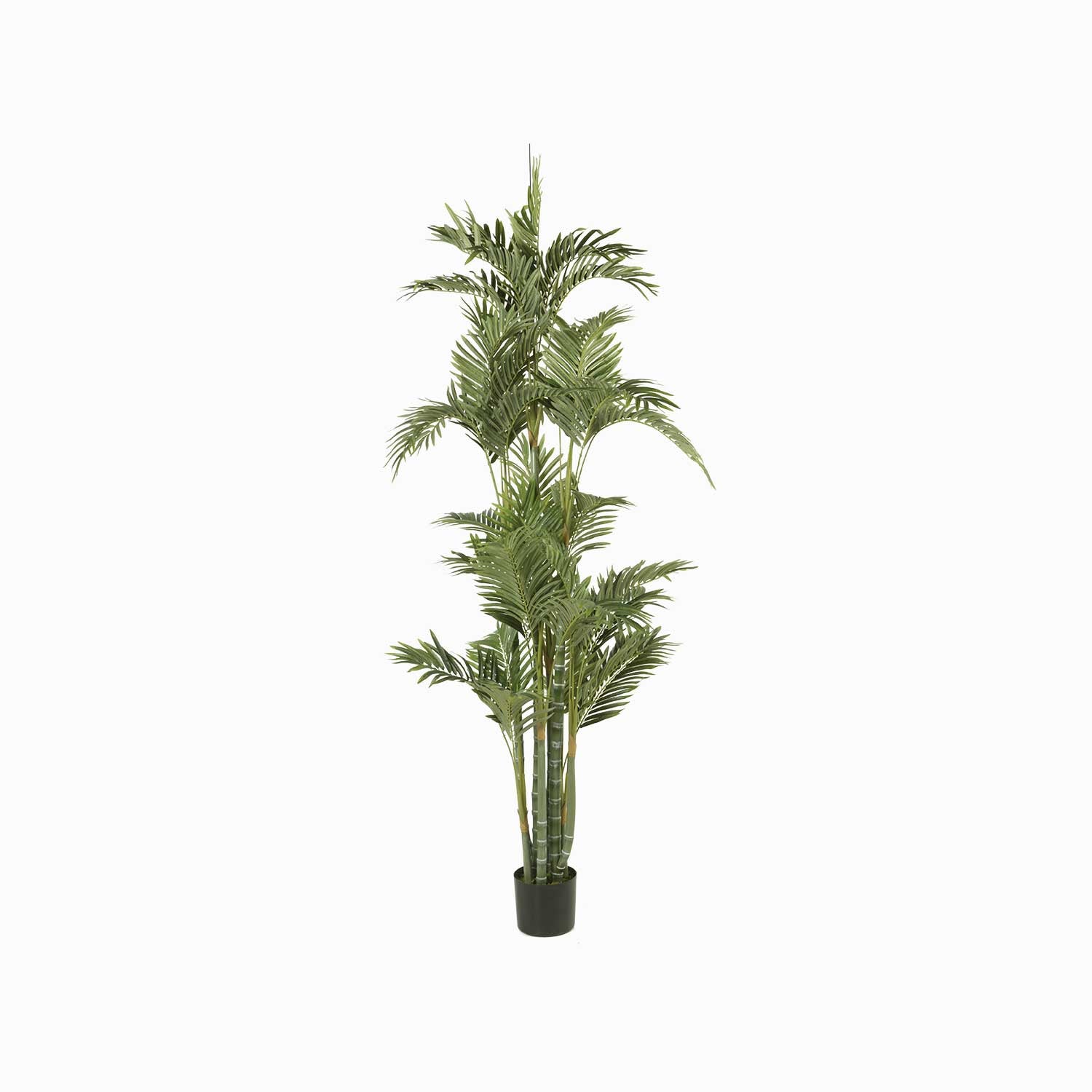 Palmera Dorada Ornamental - Ambiente Gourmet México