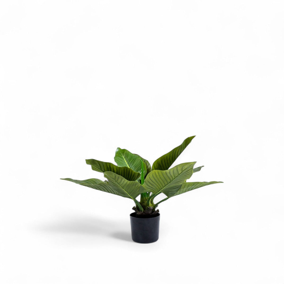 Planta Anturio 63cm
