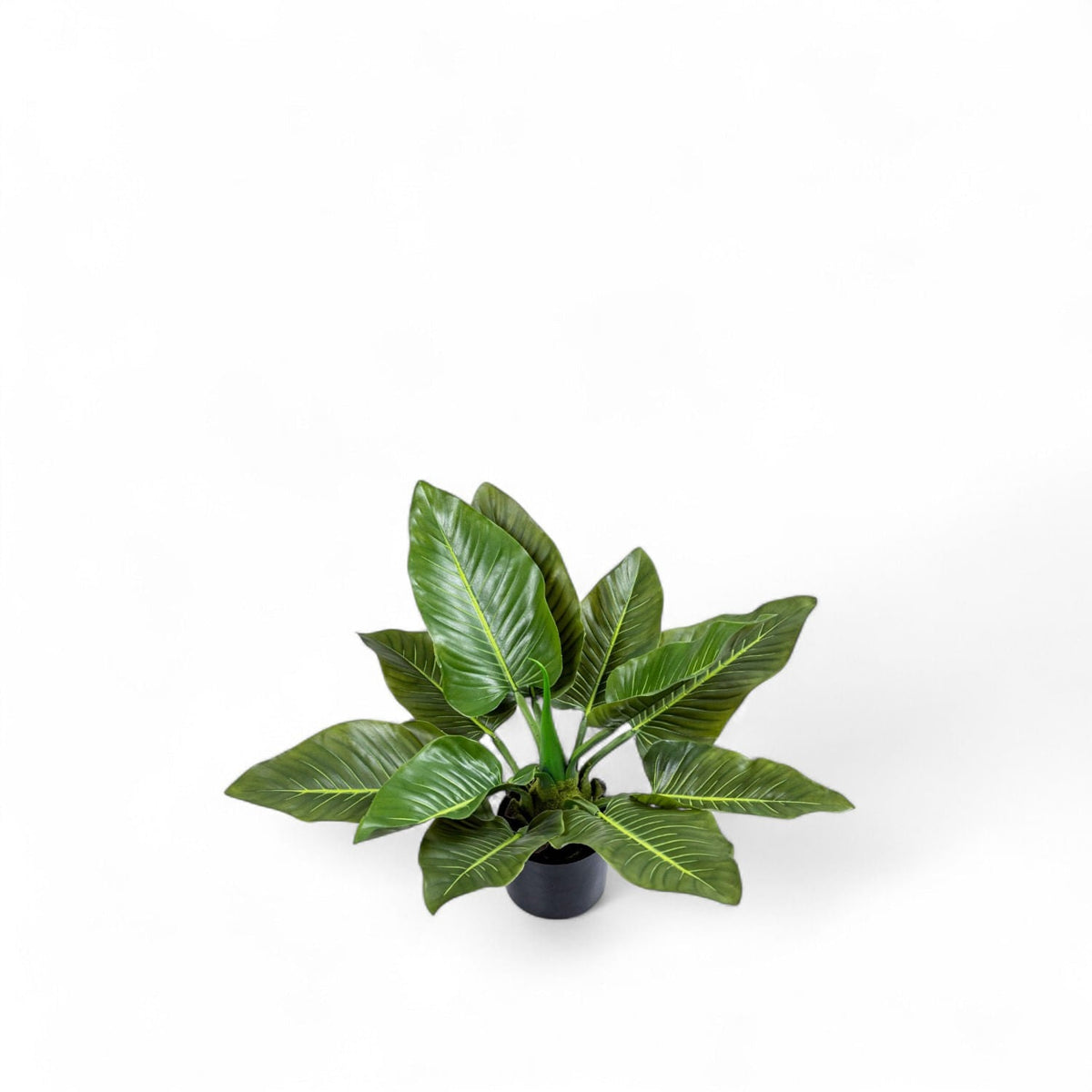 Planta Anturio 63cm
