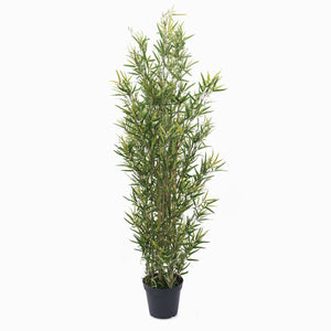 Planta Bambú