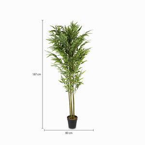 Planta Bambú