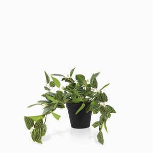 Planta Cantia Cebrina - Ambiente Gourmet México