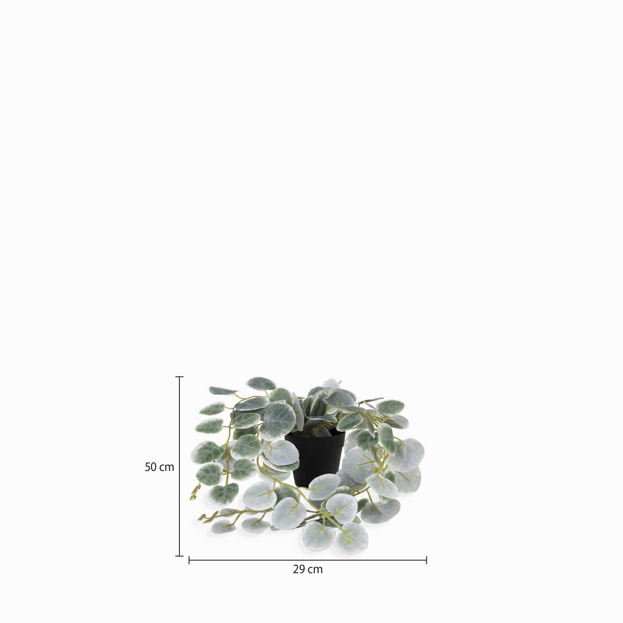 Planta Ceropegi - Ambiente Gourmet México