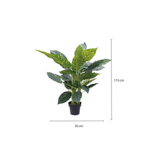 Planta Zebra - Ambiente Gourmet México