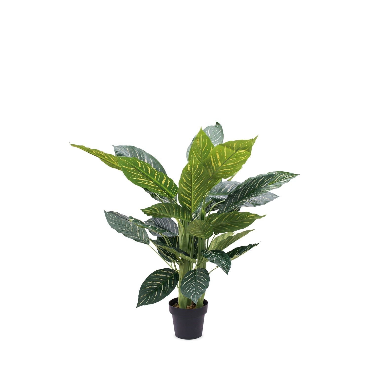 Planta Zebra - Ambiente Gourmet México