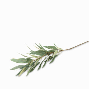 Rama Eucalipto Recto - Ambiente Gourmet México