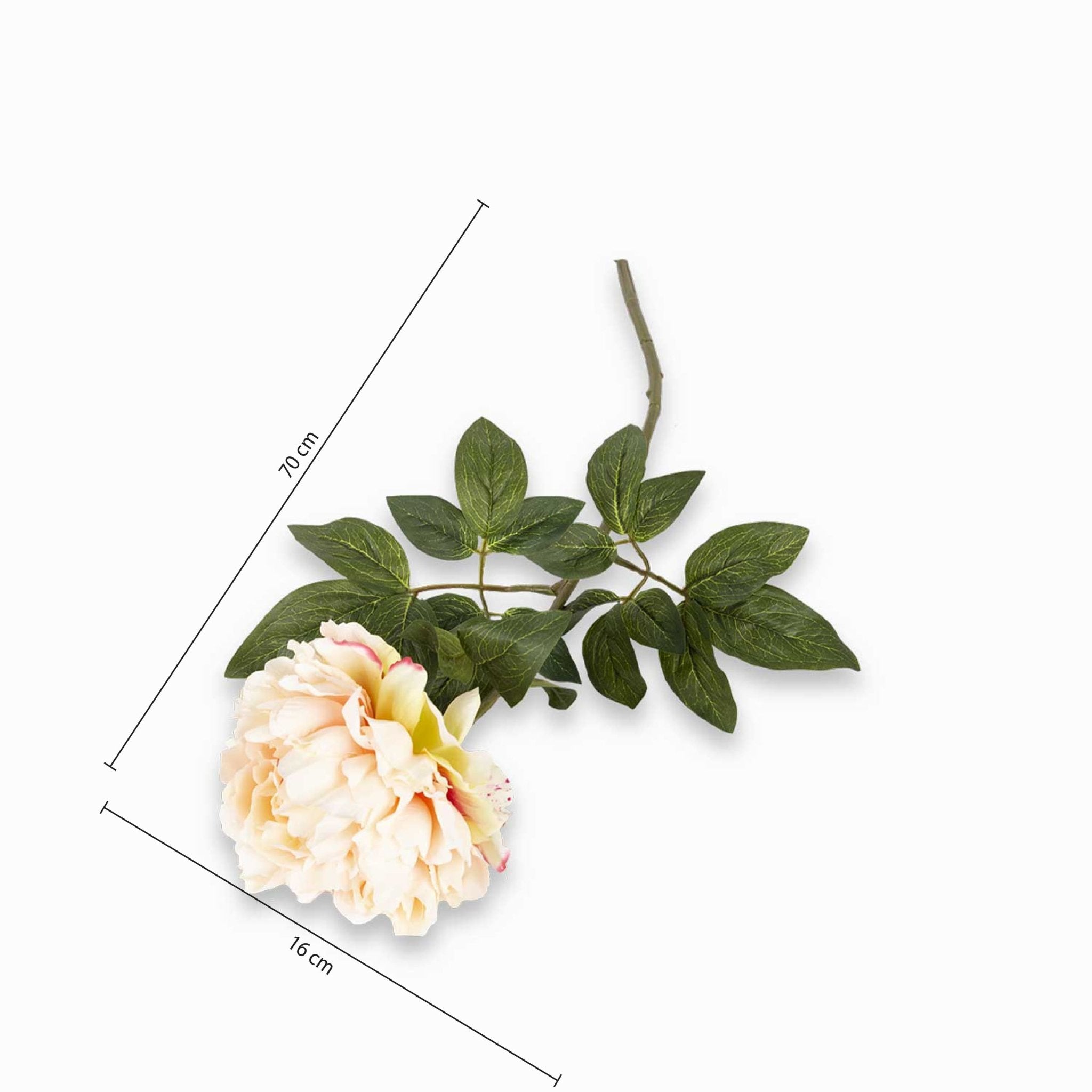 Rosa peonia - Ambiente Gourmet México