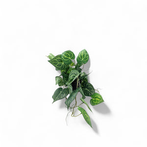 Singonio en matera 60cm - Ambiente Gourmet México