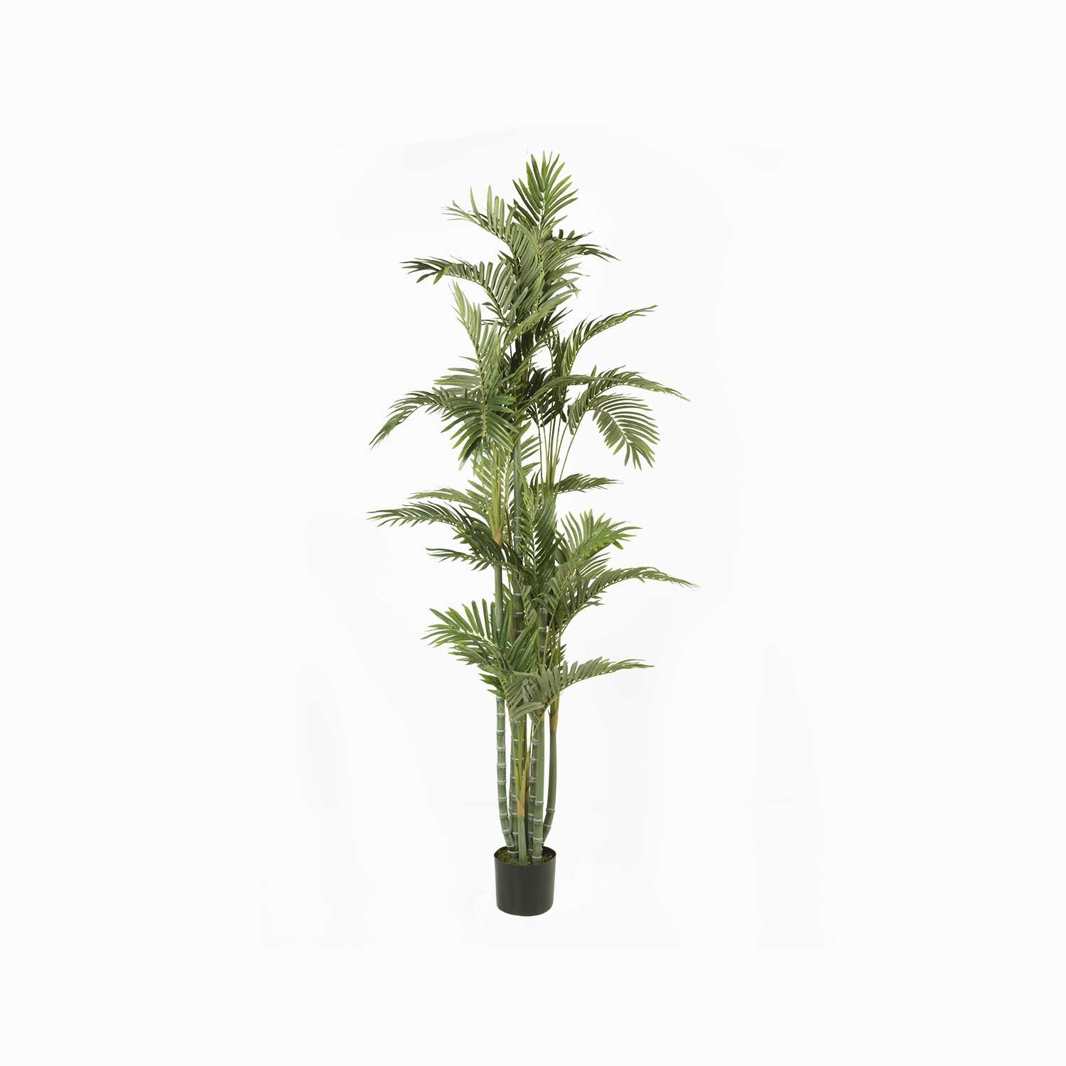 Palmera Dorada Ornamental-3-AMBIENTE GOURMET MÉXICO