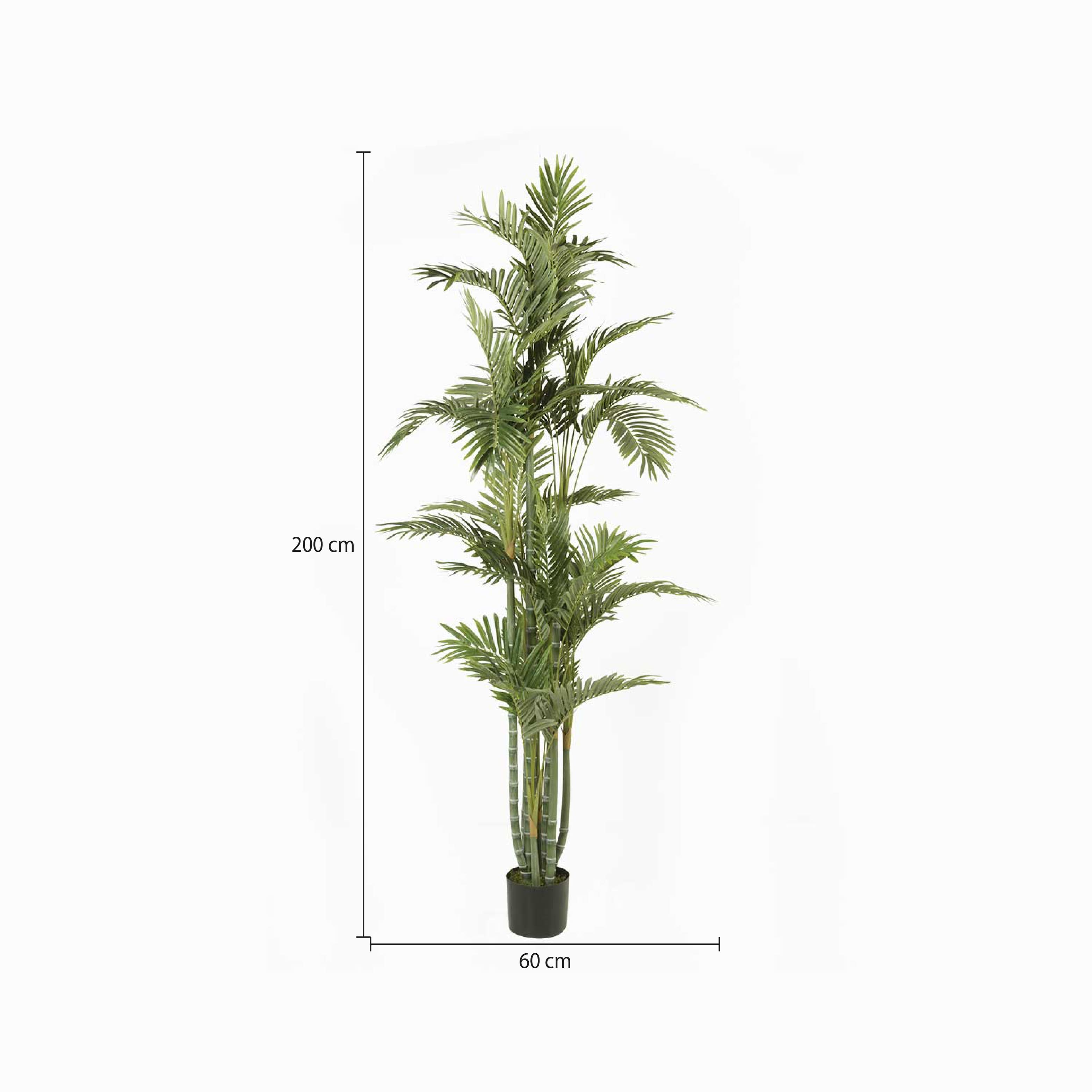 Palmera Dorada Ornamental-2-AMBIENTE GOURMET MÉXICO