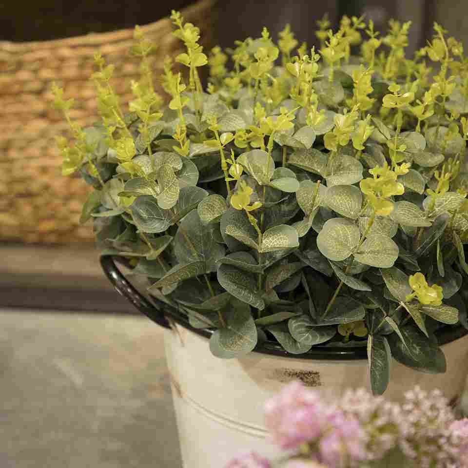 Arbusto de Eucalipto-2-AMBIENTE GOURMET MÉXICO