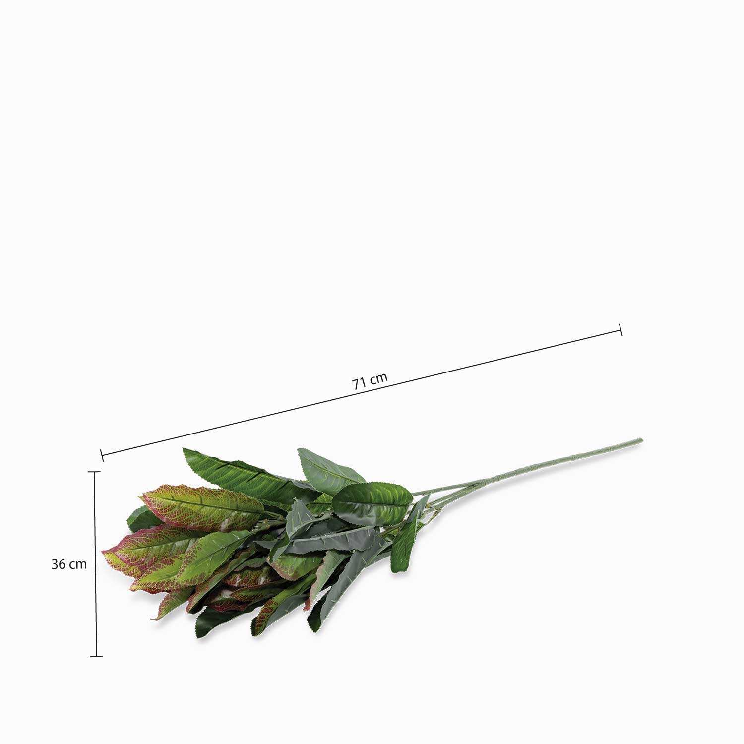 Hoja Mirto