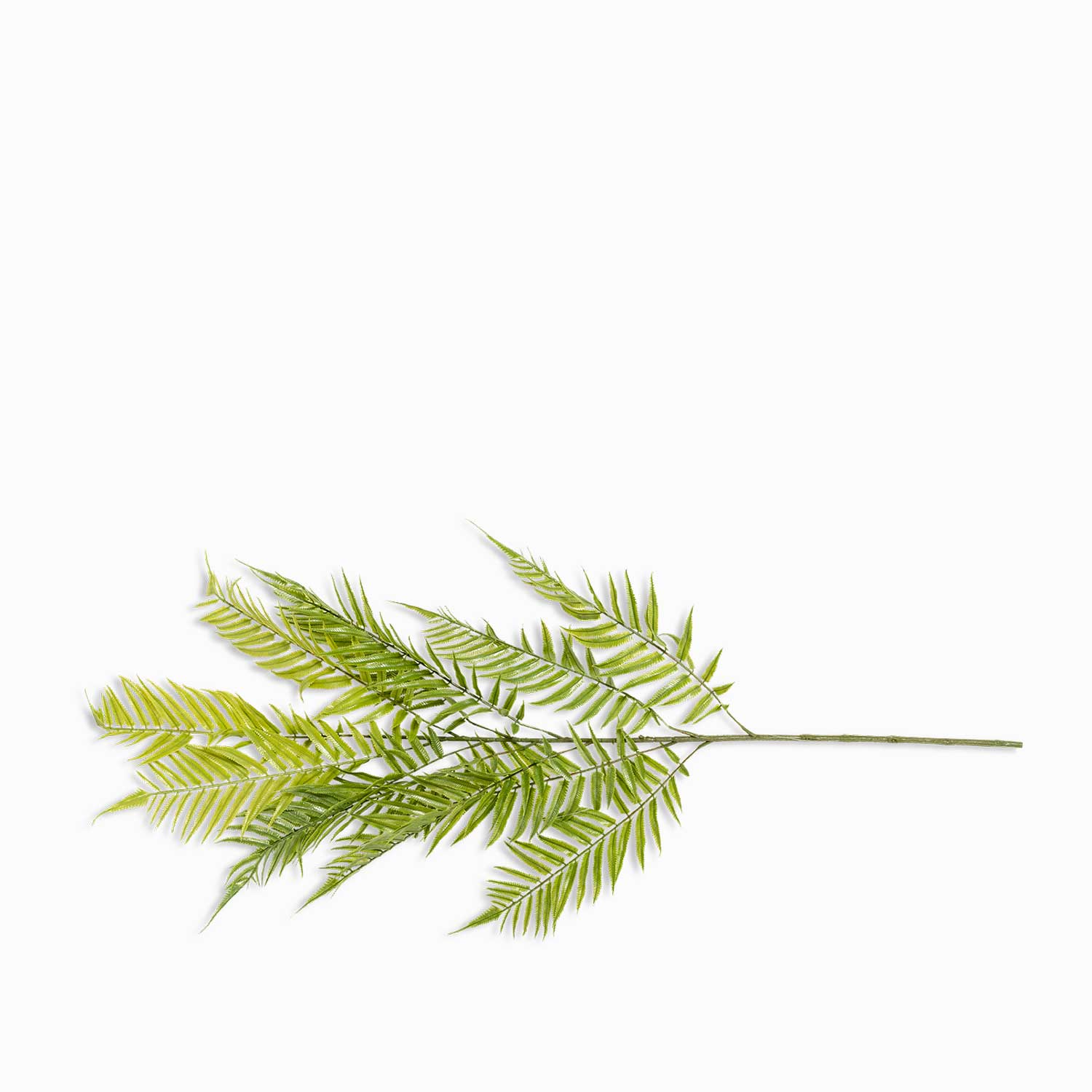 Hoja Helecho