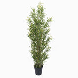 Planta bambú