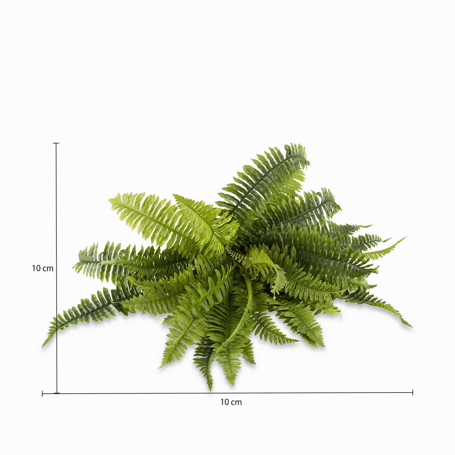 Helecho Boston-2-AMBIENTE GOURMET MÉXICO