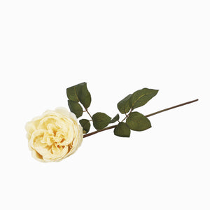 Rosa Peonia Crema-1-AMBIENTE GOURMET MÉXICO