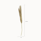 Hierba de Pampas grande
